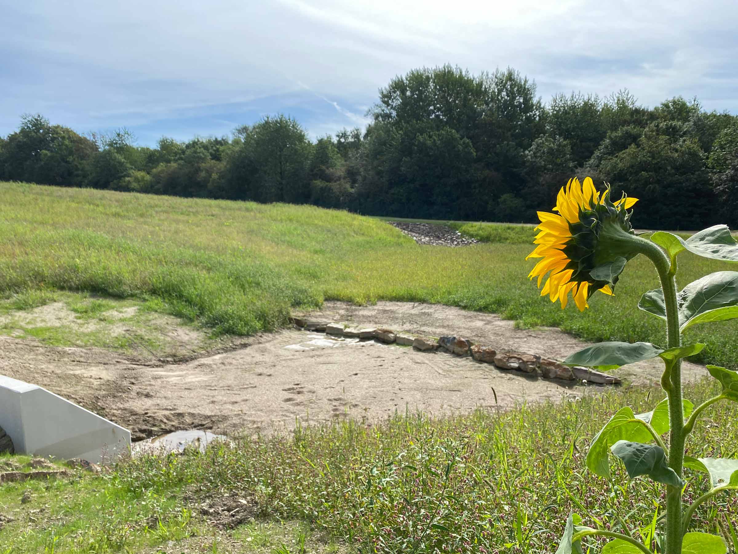 Grüne Regenwasser-Versickerungsfläche